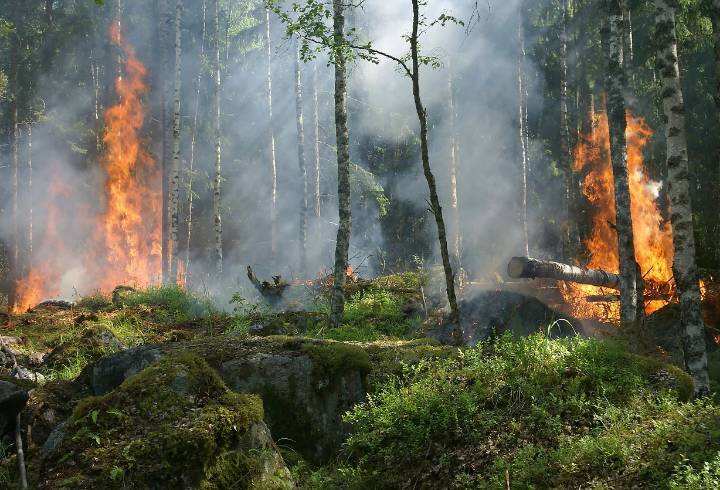 Вильфанд перечислил российские регионы с высоким риском природных пожаров