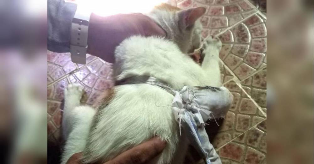 У Панамі затримали кота-наркокур'єра, який намагався пронести кокаїн у в'язницю