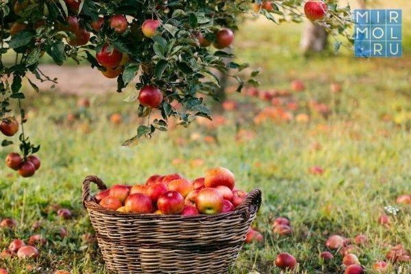 На юге Дагестана закладывается один из самых больших суперинтенсивных яблоневых садов