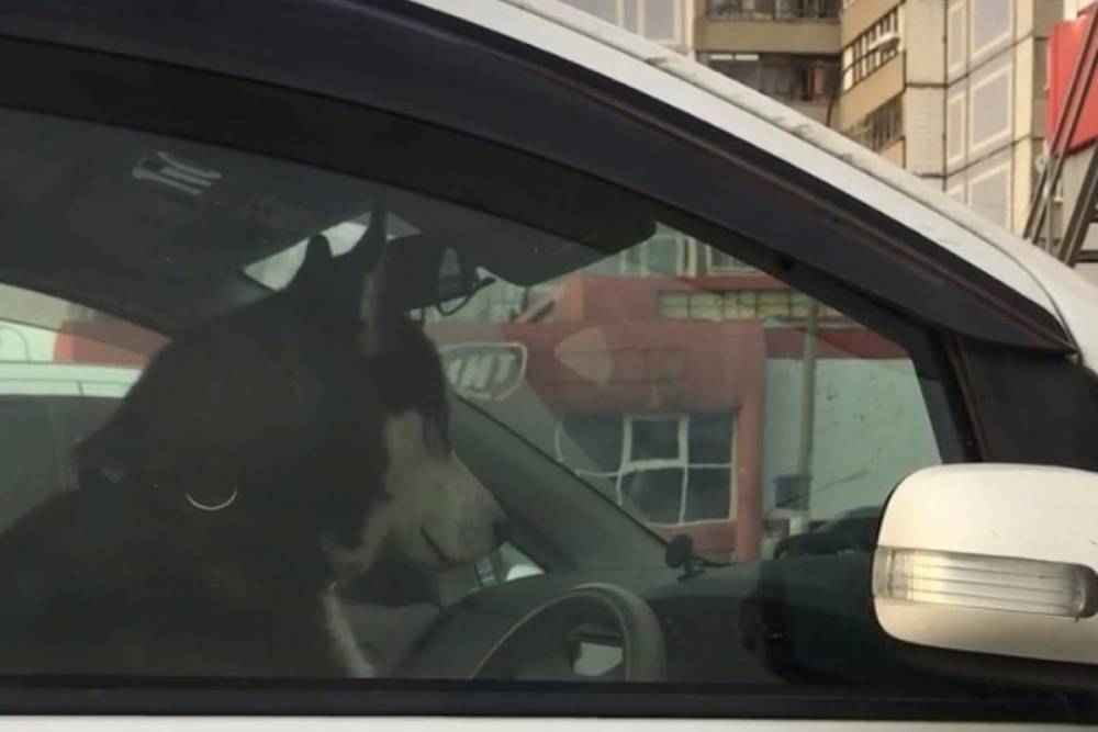 В Рязани сняли на видео собаку-водителя