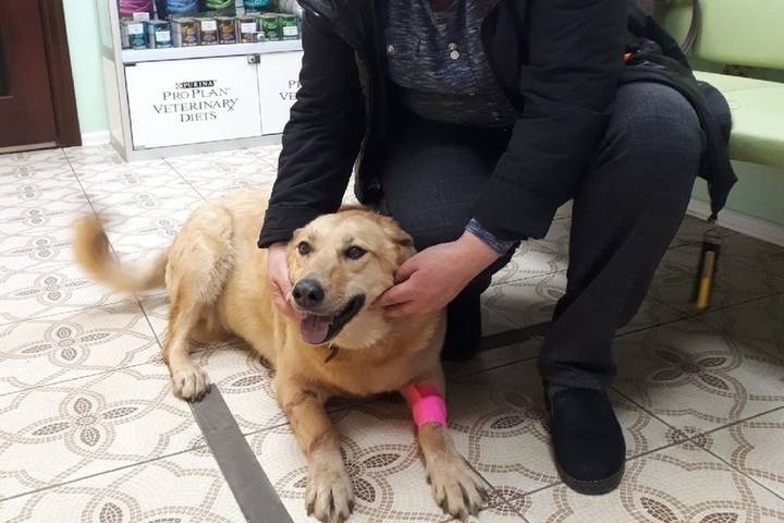 В Твери ветеринары спасли отравленную догхантерами собаку