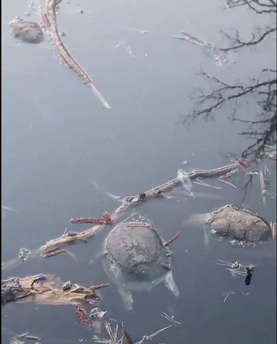 В Черепашьем озере под Воронежем гибнут черепахи