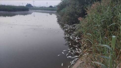 В реке в центре Израиля внезапно умерла вся рыба: видео
