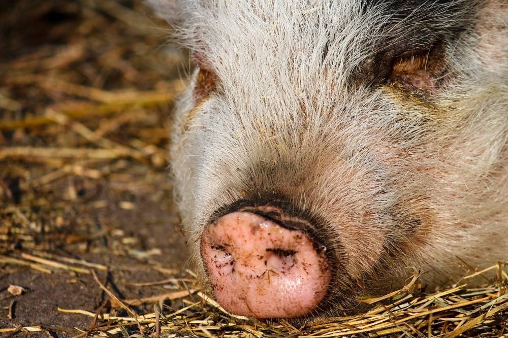 АЧС снова наносит урон свиноводству Китая: уничтожено 20% поголовья