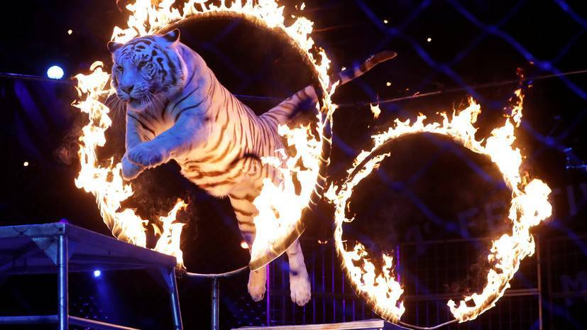 Депутат Госдумы призвал ввести ограничения по содержанию животных в цирках
