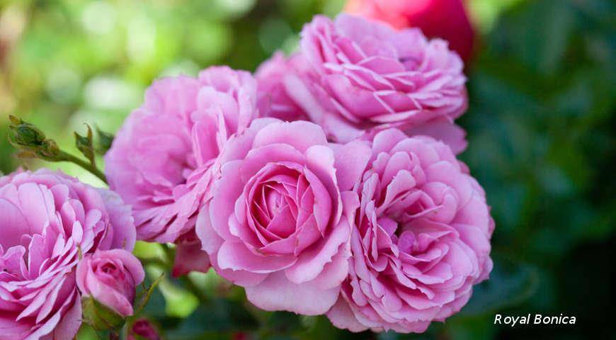 Выбираем сорт розы для посадки в сад: 33 сорта роз Мейян