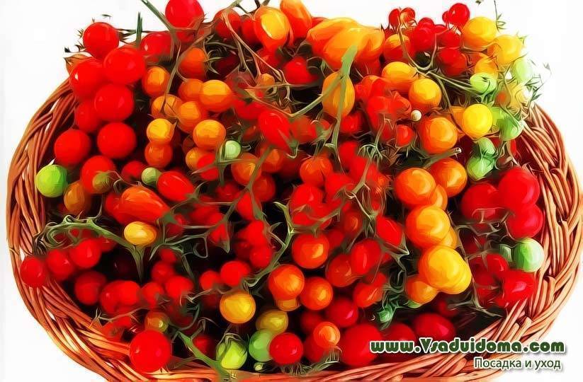Сорта томатов черри – обзор с фото и описанием и мои отзывы о них