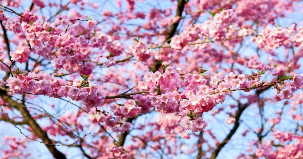Сезон сакур: в Виннице нежно розовым расцвели первые деревья