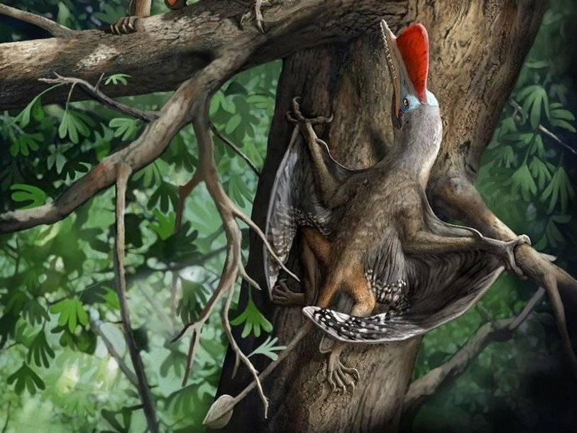 У жившего 160 миллионов лет назад птерозавра большие пальцы были противопоставлены остальным