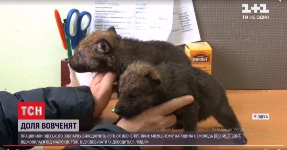 В Одессе спасают пятерых волчат, которых бросила мать