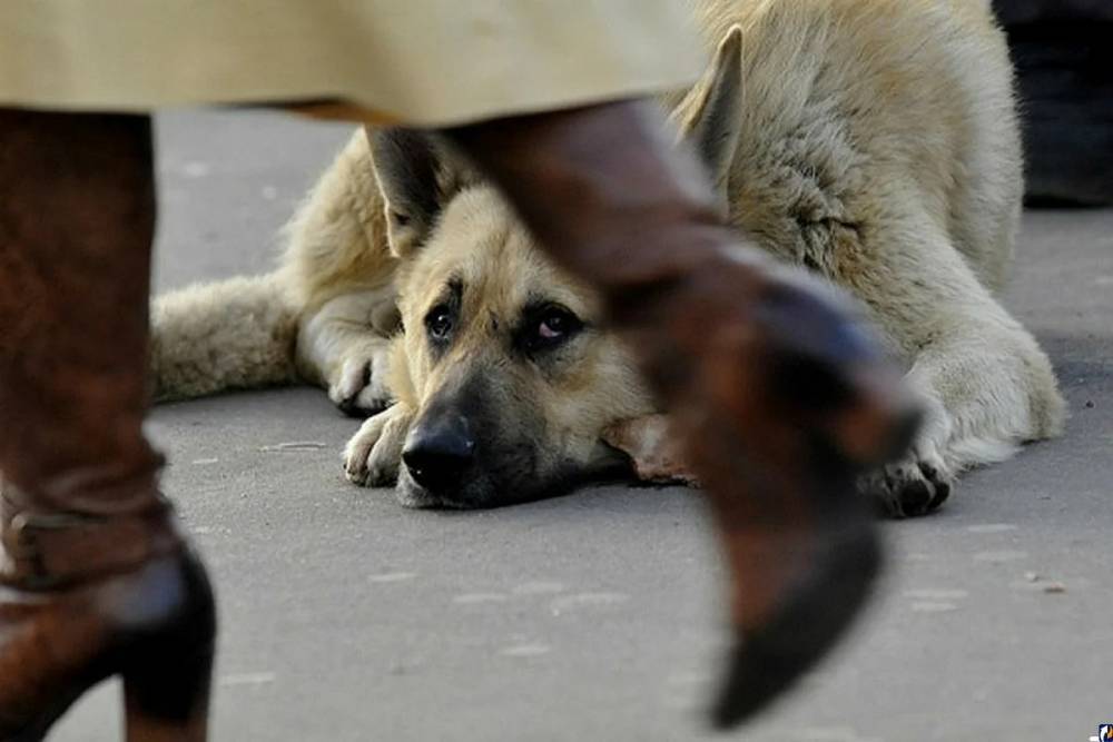 Бездомных и домашних собак массово травят в Холмске
