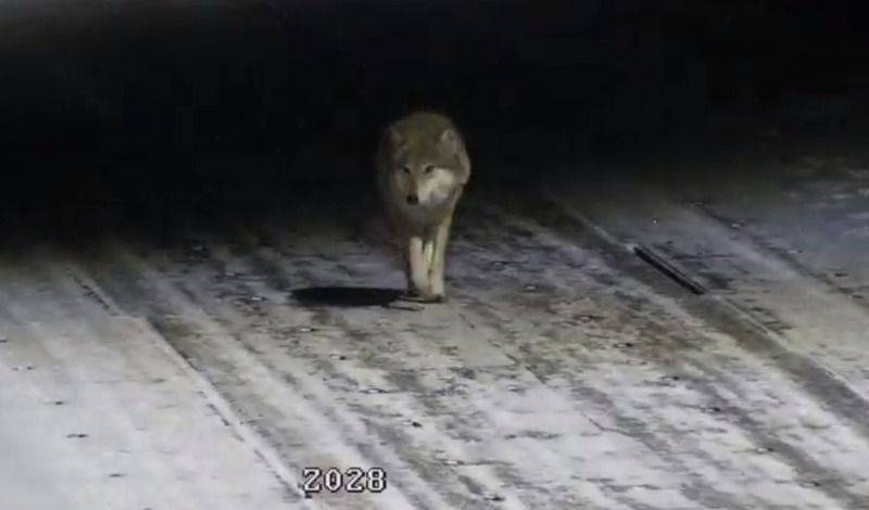 На людей пока не лезут, но это пока… Волки терроризируют Псковскую область