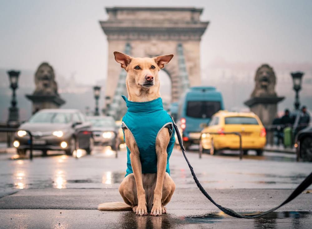 Популярная собака-путешественник Чапати подготовила сюрприз для украинцев