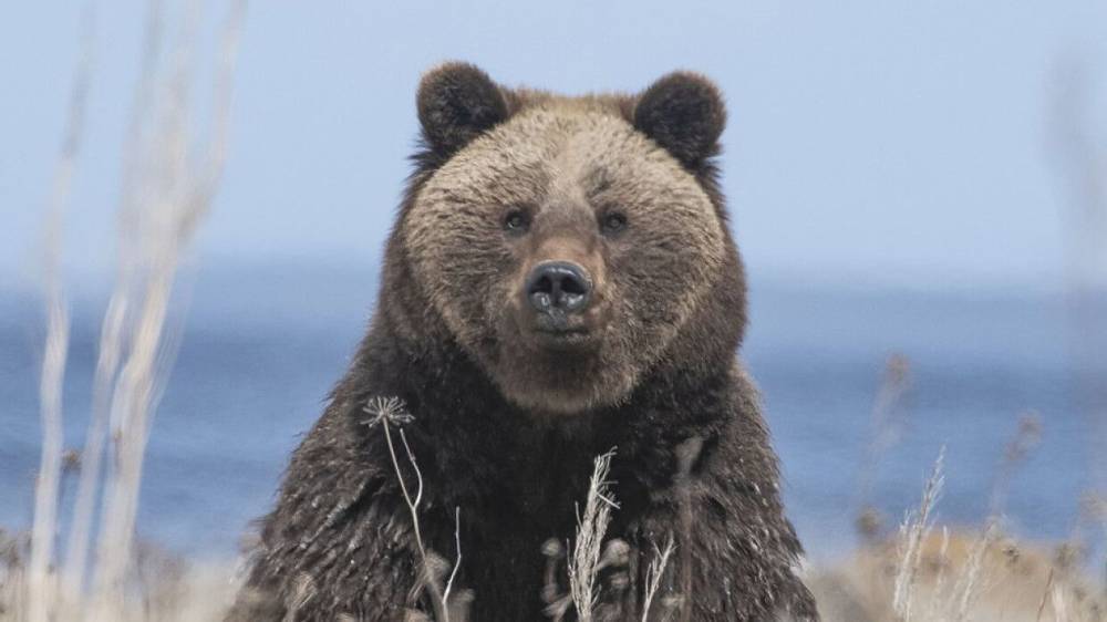 Ученые из Дании впервые воссоздали ДНК древнего черного медведя
