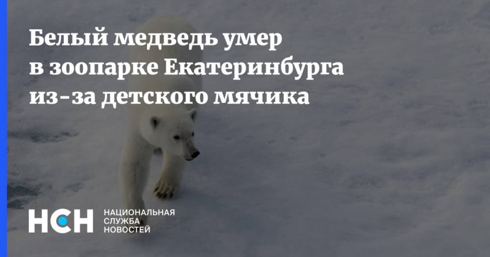 Белый медведь умер в зоопарке Екатеринбурга из-за детского мячика