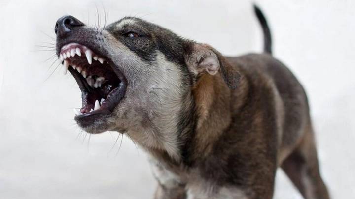 Собака искусала лицо 5-летнему мальчику под Новосибирском