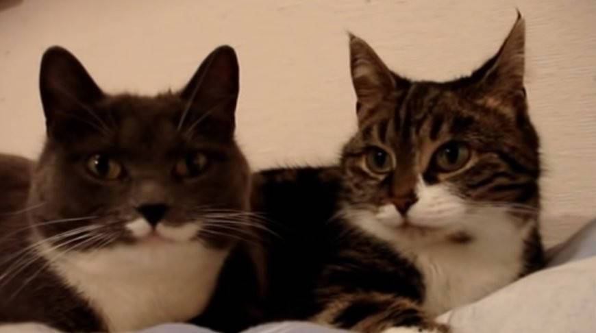 Два смешных кота ведут увлеченный разговор. Как думаете, что они обсуждают? (Видео)