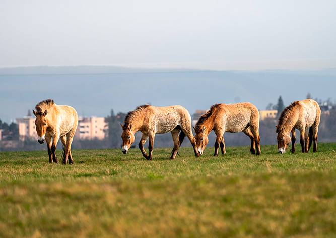 На холме в Праге обустроили выгон для лошадей Пржевальского. За ними можно наблюдать бесплатно
