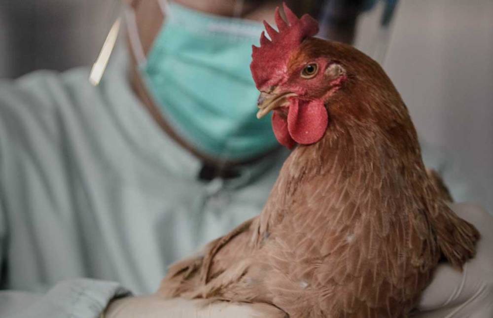 Россельхознадзор разъясняет информацию о выявлении гриппа птиц в Саратовской области