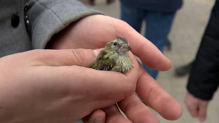 Вести. Не доживают до продажи: в Воронеже с нелегальных базаров спасли 40 певчих птиц