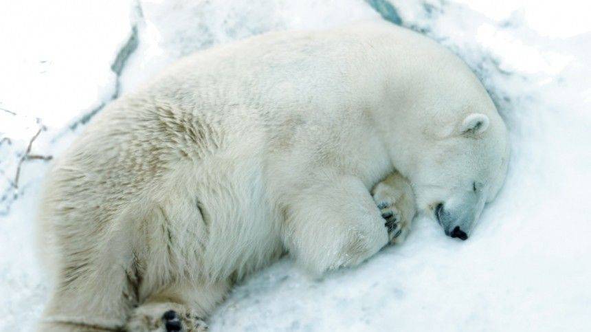 Неизвестный убил белого медведя Умку в зоопарке Екатеринбурга детским мячиком