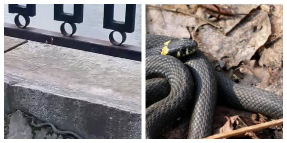 По Харькову "разгуливает" огромная змея, жители встревожены: видео облетело сеть