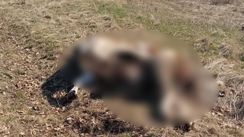 Жителей Башкирии два месяца пугает мертвая корова