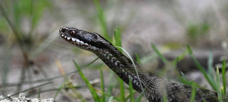 Биолог предупредил о повышении активности змей в России