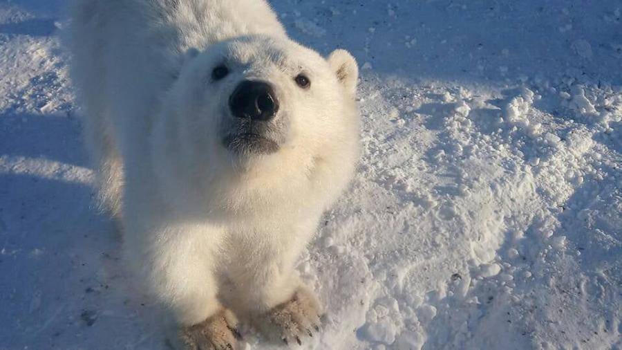 Белого медвежонка спасли в Красноярском крае и перевезли в Москву