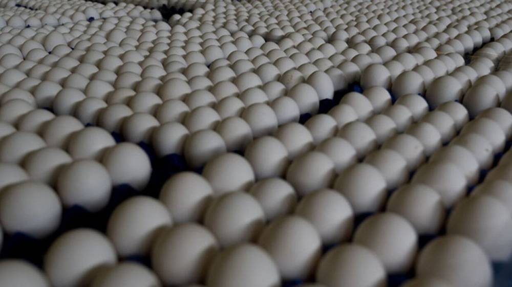 Свыше 35 миллионов куриных яиц произвели в Подмосковье в 2021 году