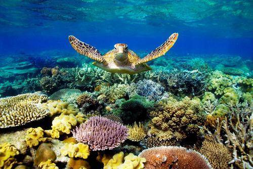 Власти Австралии за защиту и оздоровление океанов