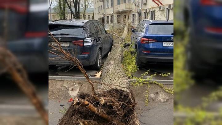 Сильный ветер повалил более 10 деревьев в столице