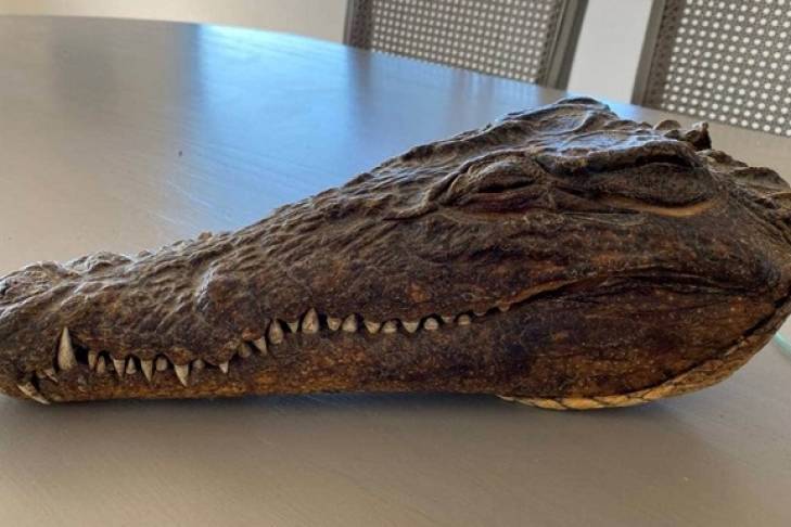 В Новой Зеландии продают голову крокодила, убитого принцем Филиппом