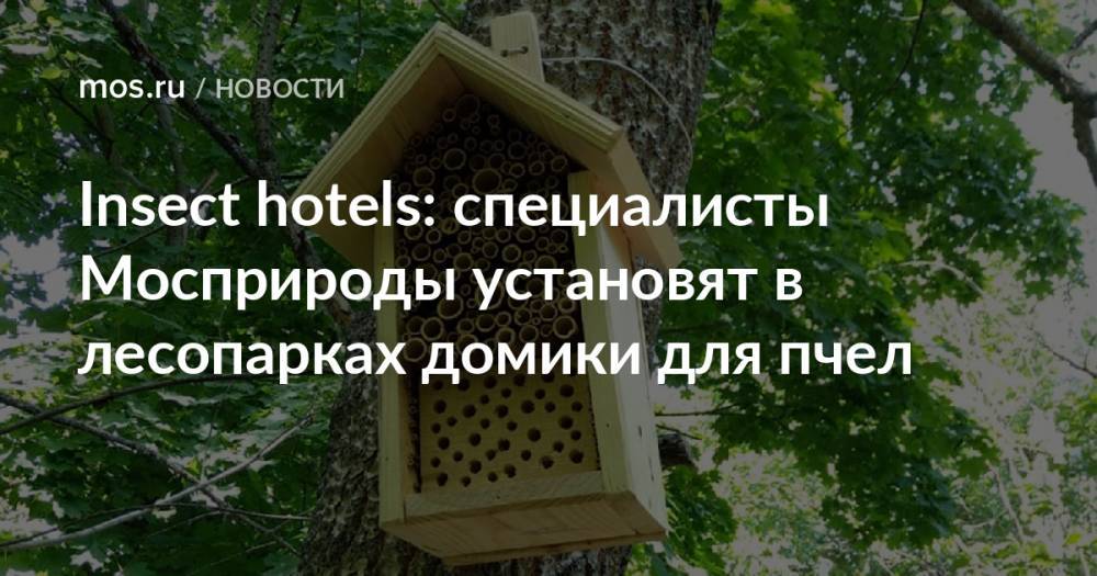 Insect hotels: специалисты Мосприроды установят в лесопарках домики для пчел