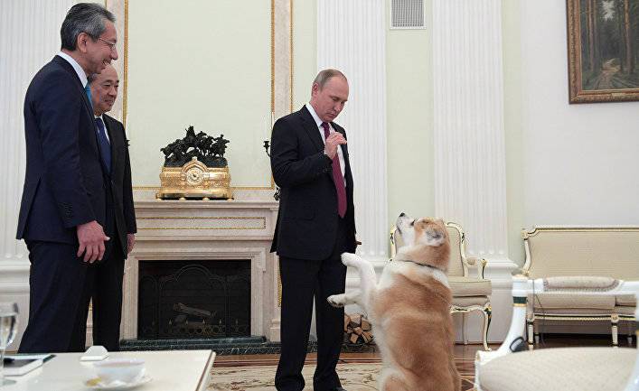 President Online (Япония): популярность породы собак акита-ину пошла в России от Путина