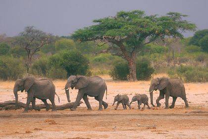 Зимбабве для борьбы с экономическим кризисом решило убивать слонов