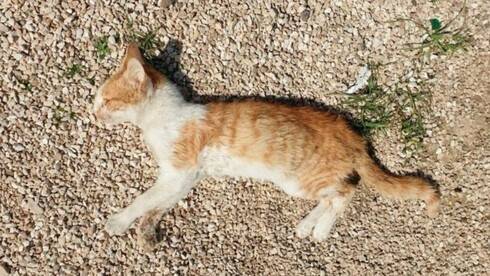 В парках Модиина умирают кошки и болеют собаки: в чем причина