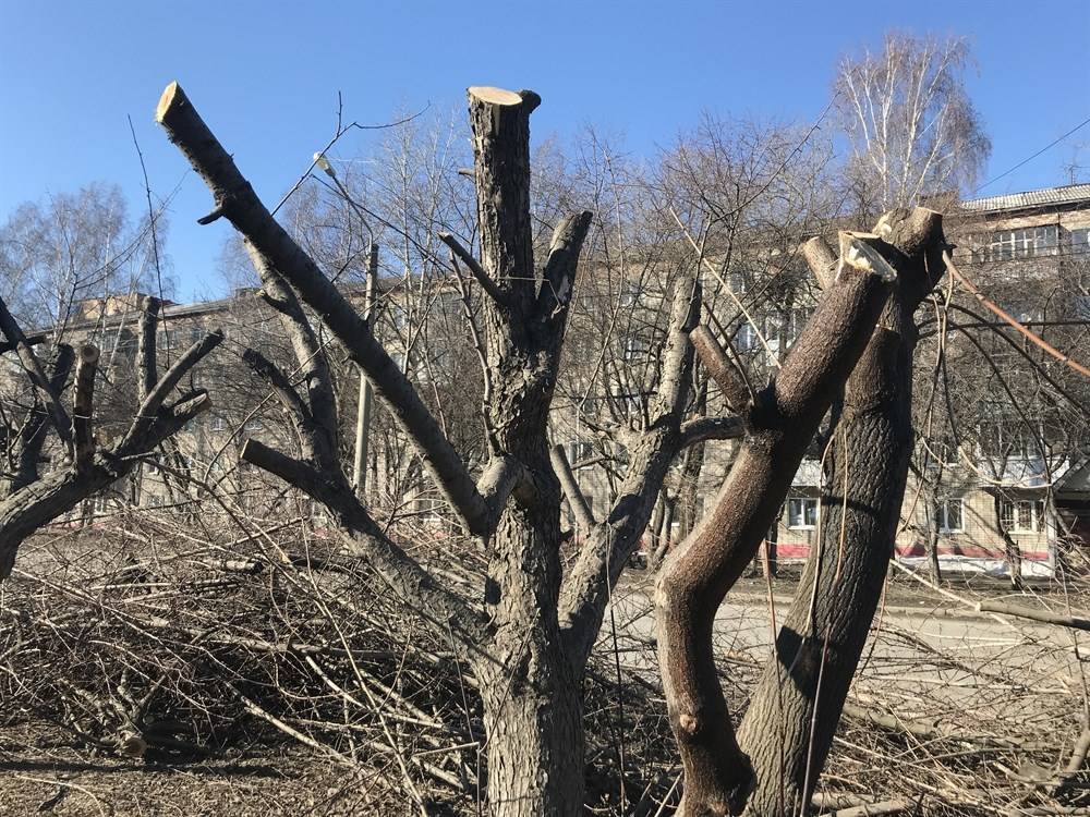 Штраф грозит кузбасской компании, которая варварски обрезала яблоневую аллею по Беринга