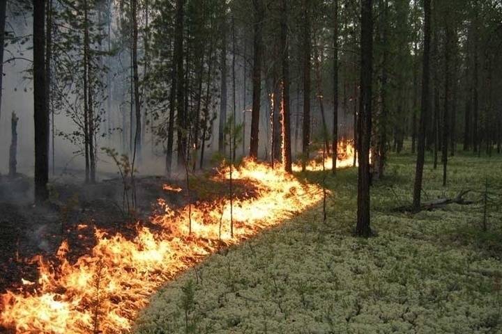 В лесах Марий Эл начался пожароопасный сезон