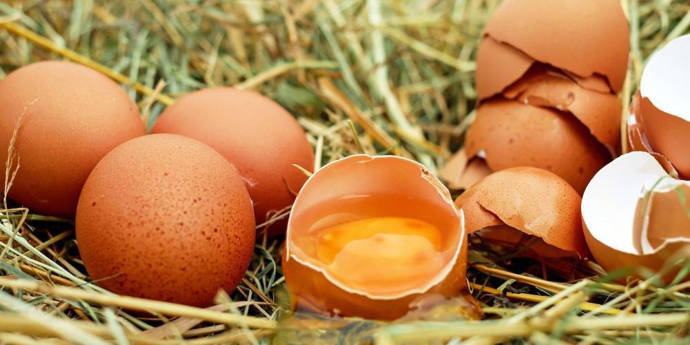 Удачный год. Крупнейший производитель яиц Овостар получил $2,6 млн прибыли за год