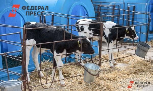 Производителей молока поддержат в Вологодской области