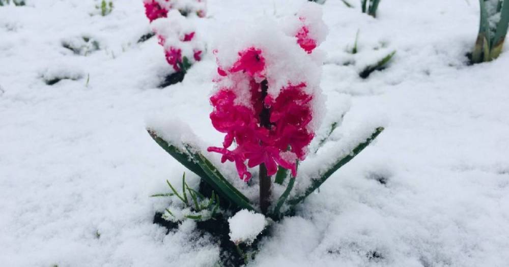Снег в конце апреля: когда к украинцам придет весеннее тепло