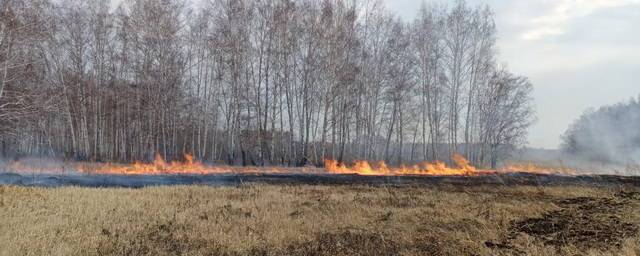 В Омской области из-за пожаров временно ограничили прогулки в лесах