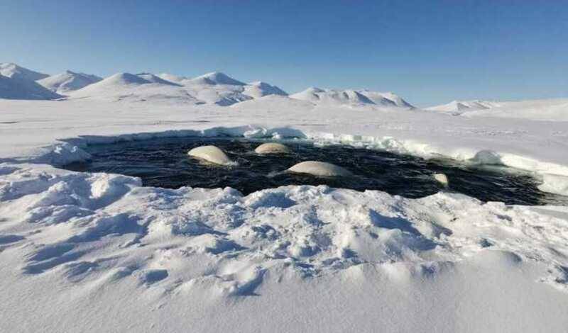 Попавшие в ледовый капкан на Чукотке белухи нашли пропитание