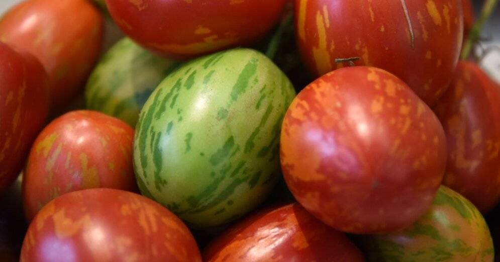 Через границу не пропустили 14 тонн томатов