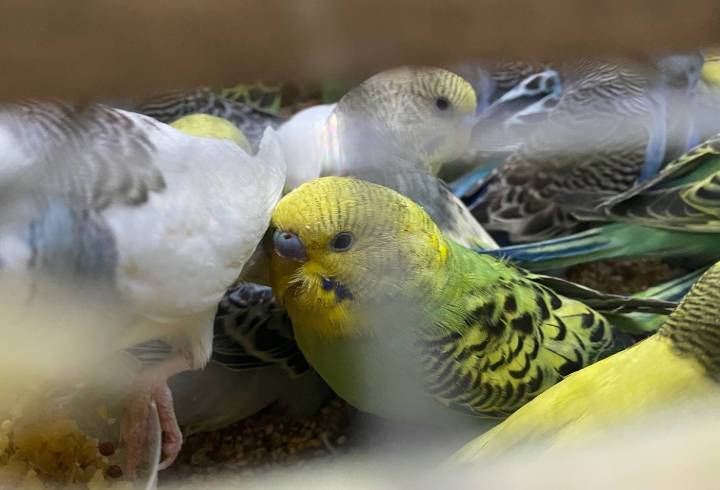 Более 700 попугаев прилетели из Киргизии в Петербург