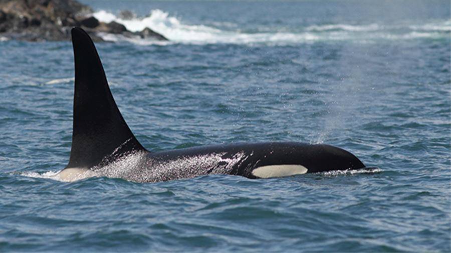 Правительство России подготовит законопроект о запрете на добычу китообразных