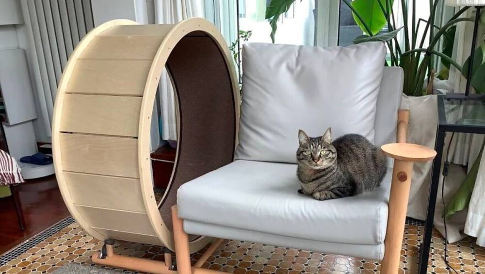 Отдых и спорт: дизайнеры придумали уникальное кресло для кошек и их хозяев