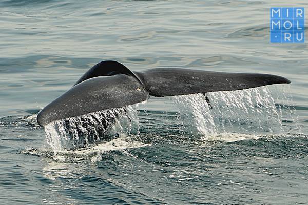 Правительство России готовит запрет на добычу китообразных
