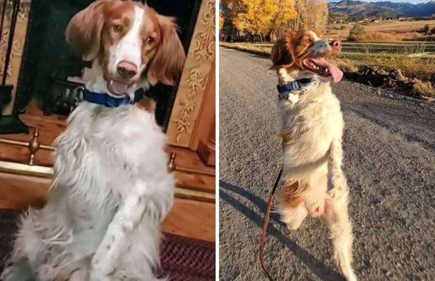 Пёс-инвалид научился ходить на двух лапах и покорил соцсети